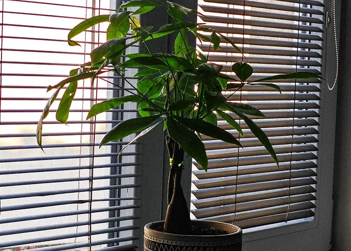 With Monkey Vibes * Bratislava