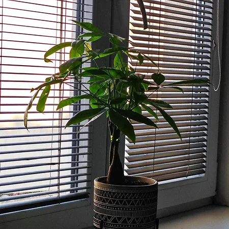 With Monkey Vibes * Μπρατισλάβα